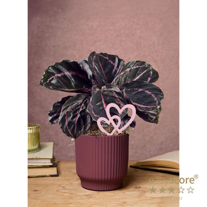 <h4>CALATHEA ROSEOPICTA</h4>