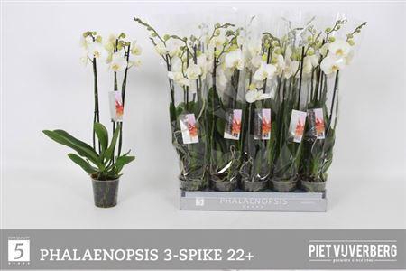 <h4>Phal Ov Wit</h4>