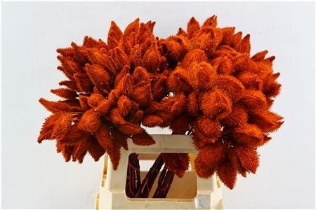 <h4>DECOGROEN OV KLB H%</h4>