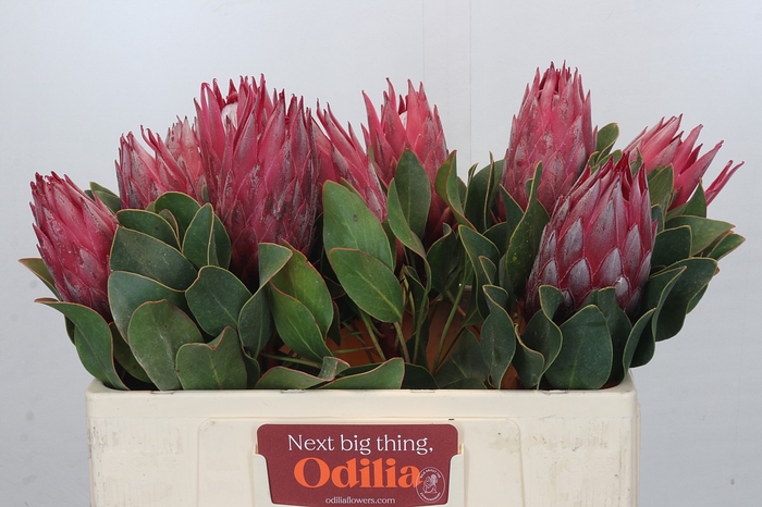 <h4>Protea Cynaroides Madiba</h4>