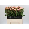 Paeonia Angel Cheeks