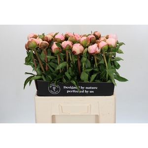 Paeonia Angel Cheeks