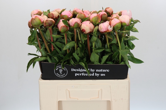Paeonia Angel Cheeks