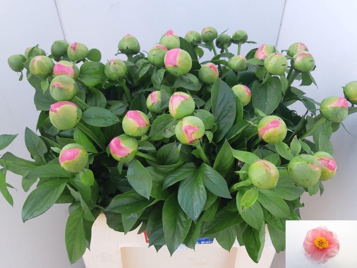 <h4>PAEO SALMON CHIFFON</h4>