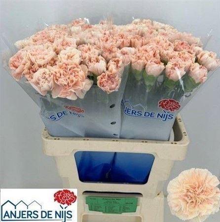 <h4>Di St Apple Tea</h4>