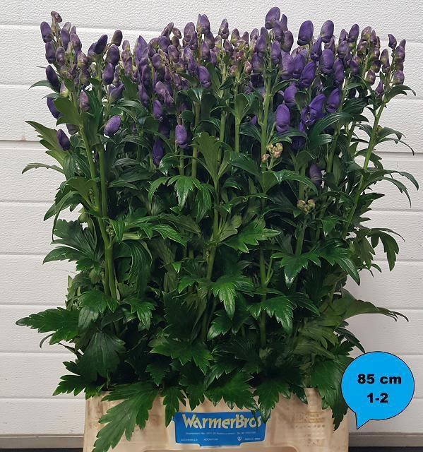 <h4>ACONI CAR ARENDSII</h4>