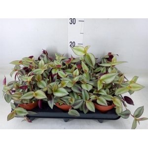 Tradescantia zebr. 'Violet Hill'