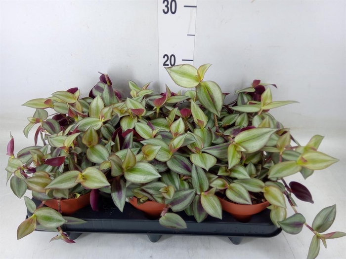<h4>Tradescantia zebr. 'Violet Hill'</h4>