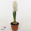 Hyacinthus orie. 'Fairy White'