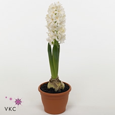 Hyacinthus orie. 'Fairy White'