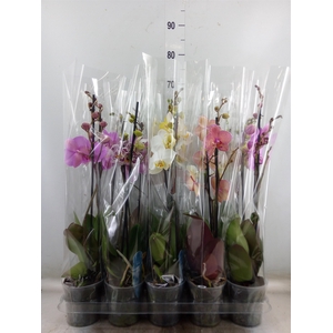 Phalaenopsis   ...mix  5