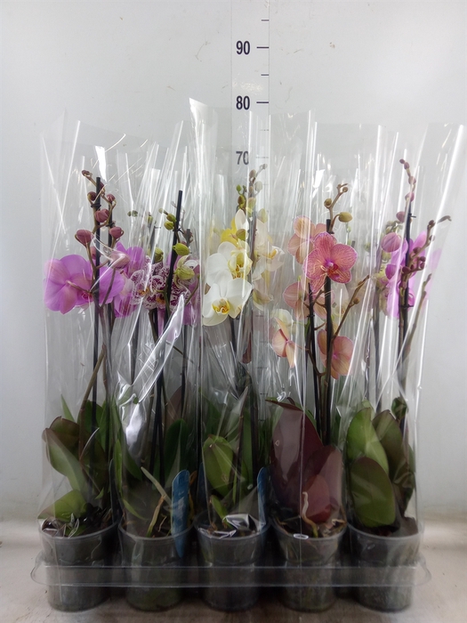 <h4>Phalaenopsis   ...mix  5</h4>