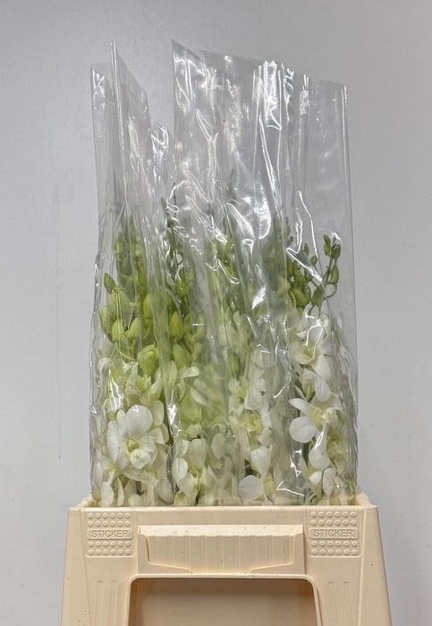 <h4>DENDR M POMP WIT</h4>