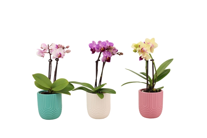 <h4>Mila Mix Tiny Dolls Mix 2T10+ Aqu@</h4>