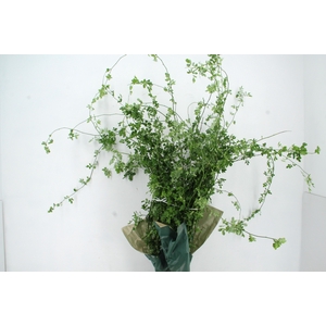 ROSA SMERALDA GREEN PER STEM 180CM