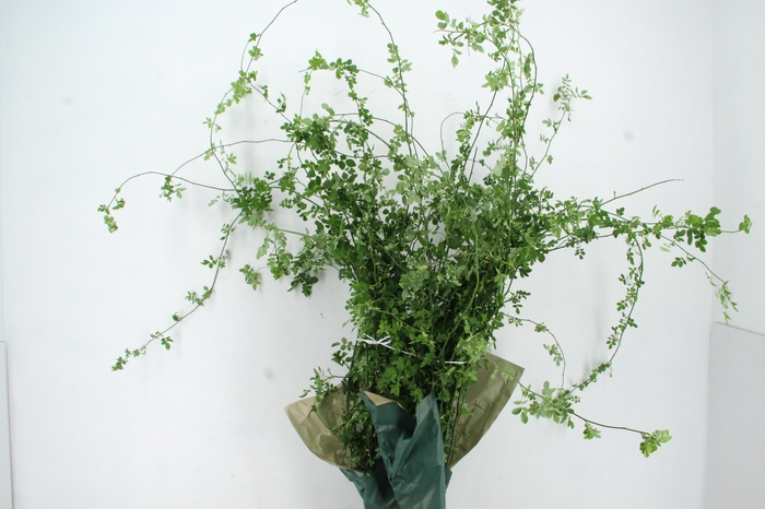 <h4>ROSA SMERALDA GREEN PER STEM 180CM</h4>