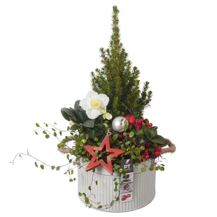 <h4>Arr.   Tuinplanten H%</h4>