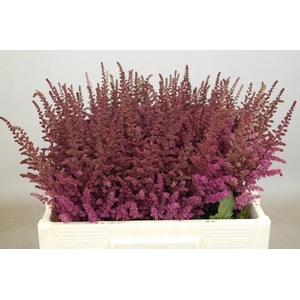 Astilbe Maggie Daley Rutgrink