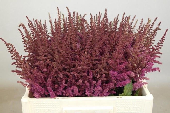 <h4>Astilbe Maggie Daley Rutgrink</h4>