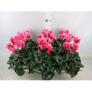 Cyclamen GR 'Halios Curly'