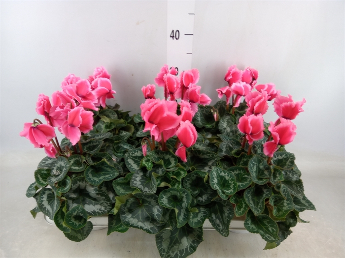 <h4>Cyclamen GR 'Halios Curly'</h4>