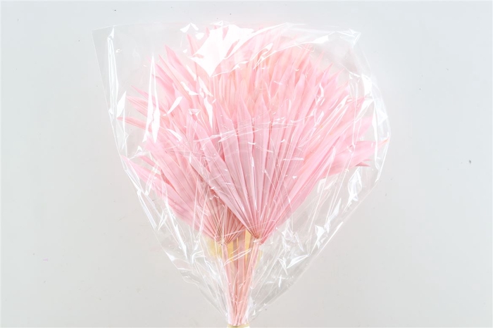 <h4>Dried Palm Sun 6pc Light Pink Bunch</h4>