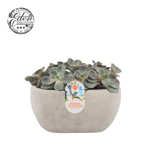 Echeveria Pearl van Neurenberg 25cm Summer Collection