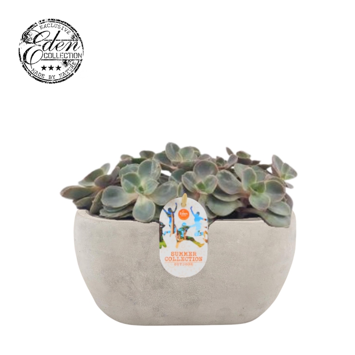 <h4>Echeveria Pearl van Neurenberg 25cm Summer Collection</h4>