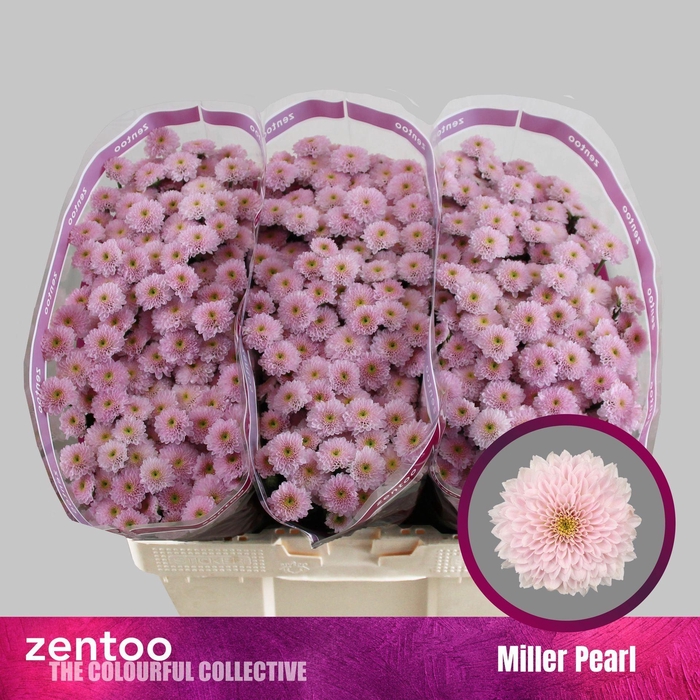 <h4>CHRYSANTHEMUM SA 'MILLER PEARL'</h4>