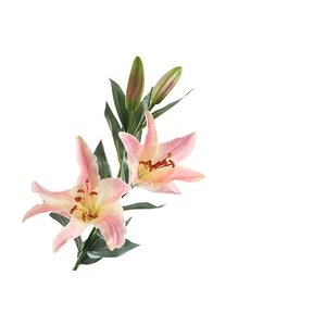 Lilium Pink