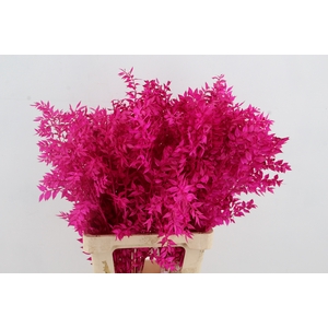 PF Ruscus 70cm Bs Erica
