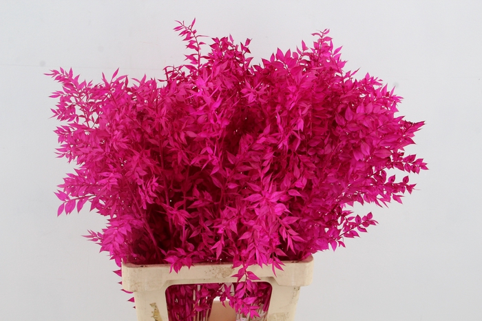 <h4>PF Ruscus 70cm Bs Erica</h4>