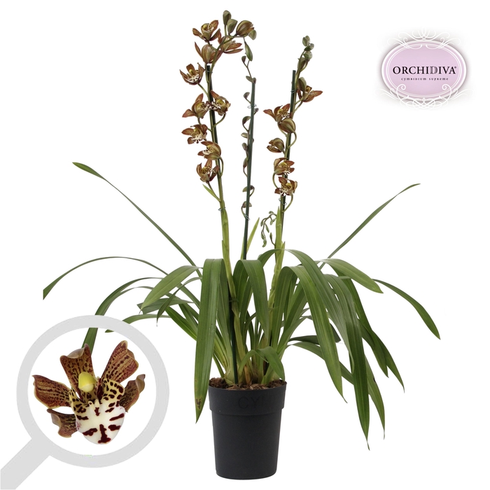 <h4>Cymbidium Magic Chocolate 3-4 tak</h4>