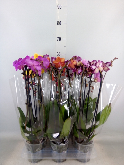 <h4>Phalaenopsis  'Elegant Cascade'</h4>
