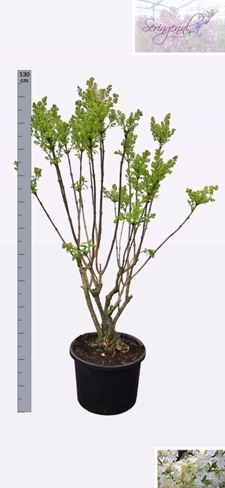 <h4>SYRI V PRIMROSE</h4>