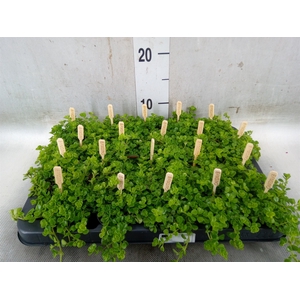 Pilea depressa