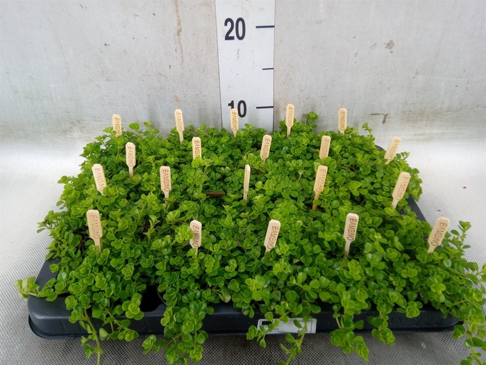 <h4>Pilea depressa</h4>