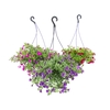CALIBRACHOA C21