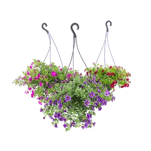 CALIBRACHOA C21