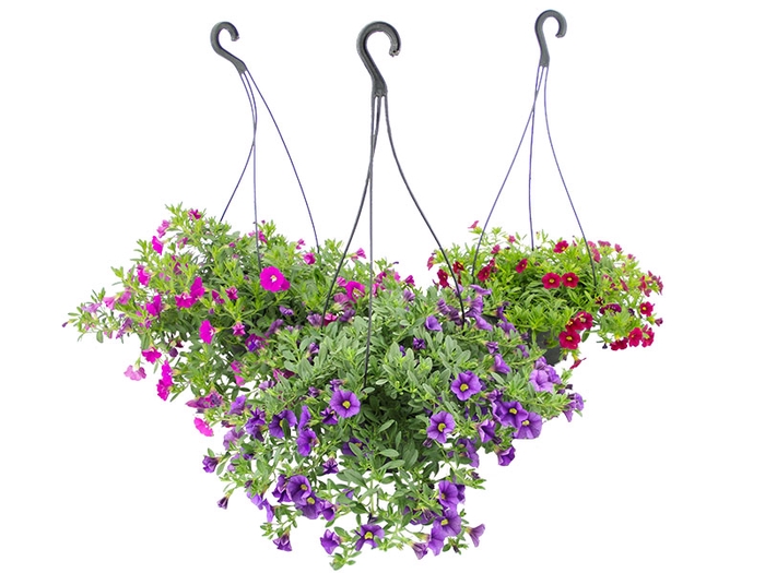CALIBRACHOA C21