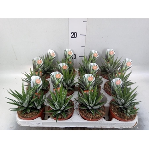 Haworthia fasciata 'Big Band'
