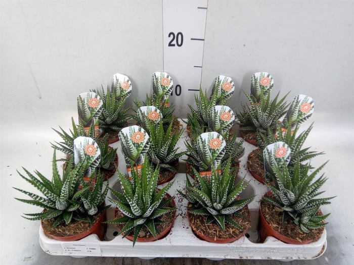 <h4>Haworthia fasciata 'Big Band'</h4>