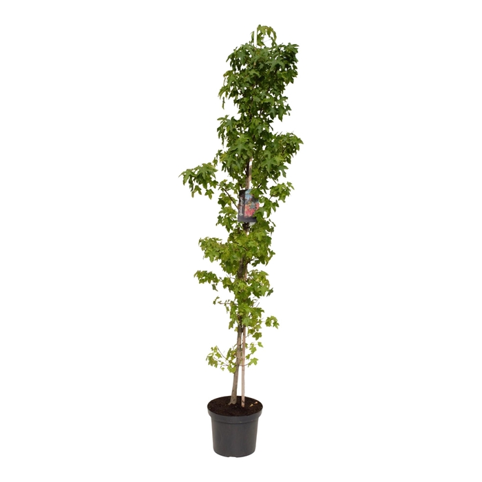 <h4>Liquidambar styraciflua 175</h4>