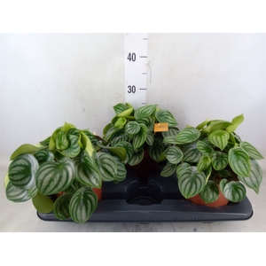 Peperomia argyreia