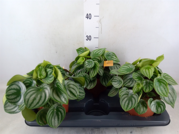 <h4>Peperomia argyreia</h4>