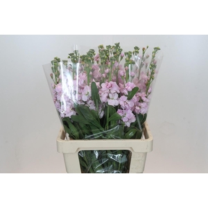 Matthiola Lucinda Cherry Blossom