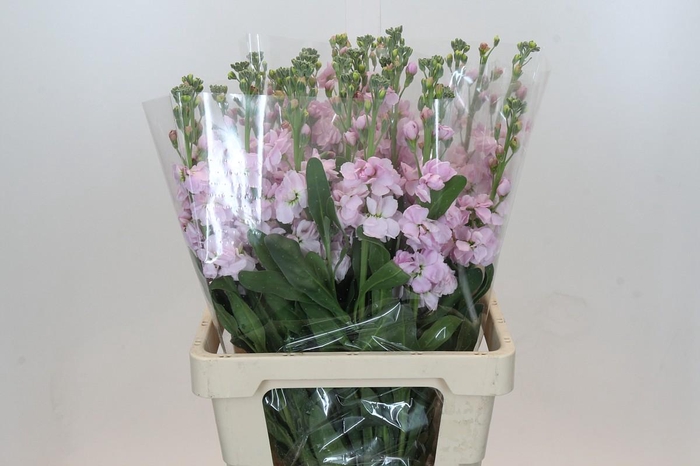 <h4>Matthiola Lucinda Cherry Blossom</h4>