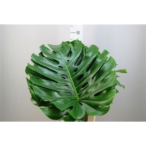 Monstera 50