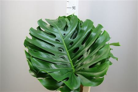 <h4>Monstera 50</h4>