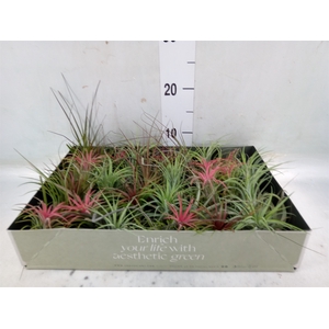 Tillandsia